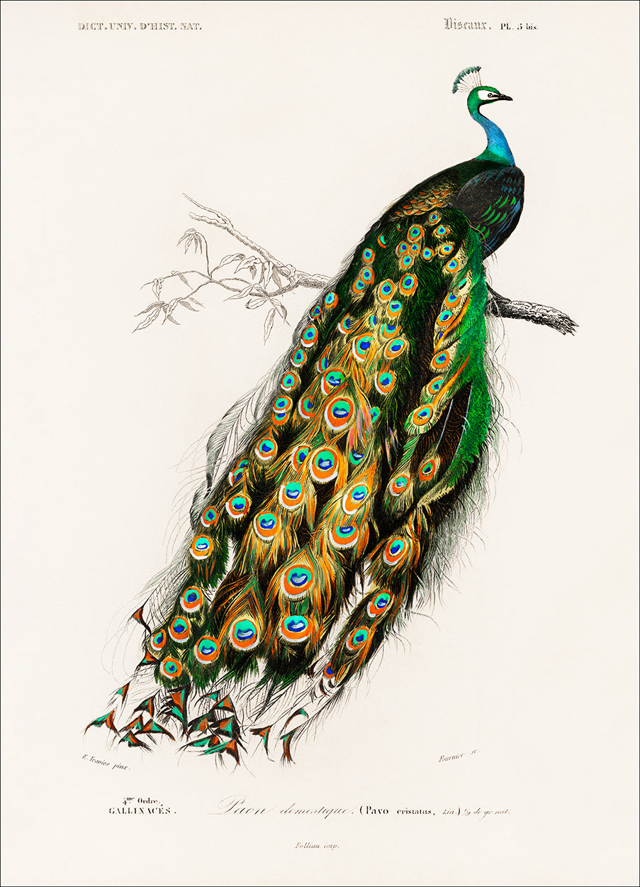 Peacock Train