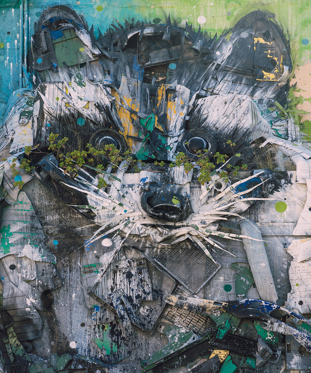Graffiti Racoons Racoon Graffiti