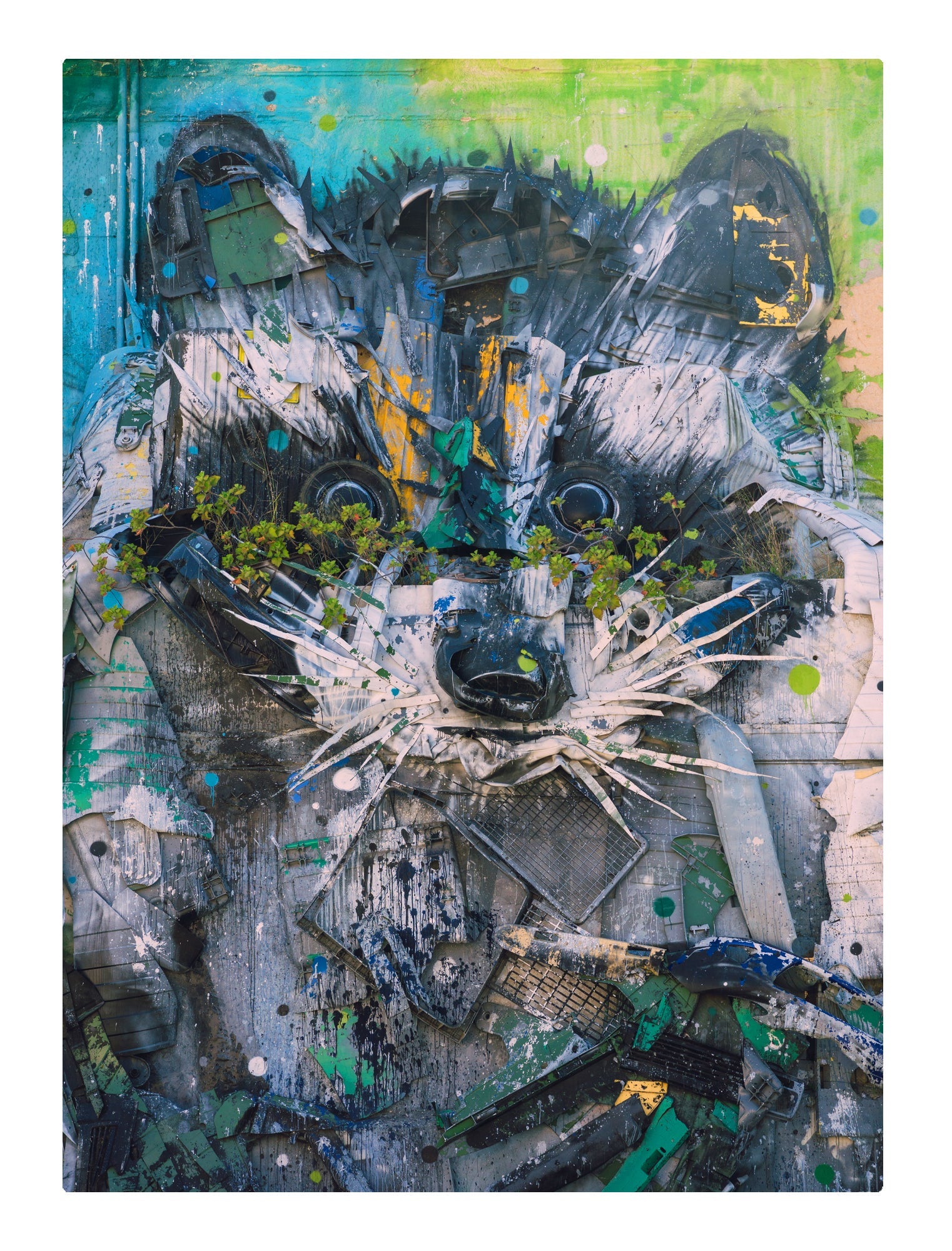 Racoon Graffiti