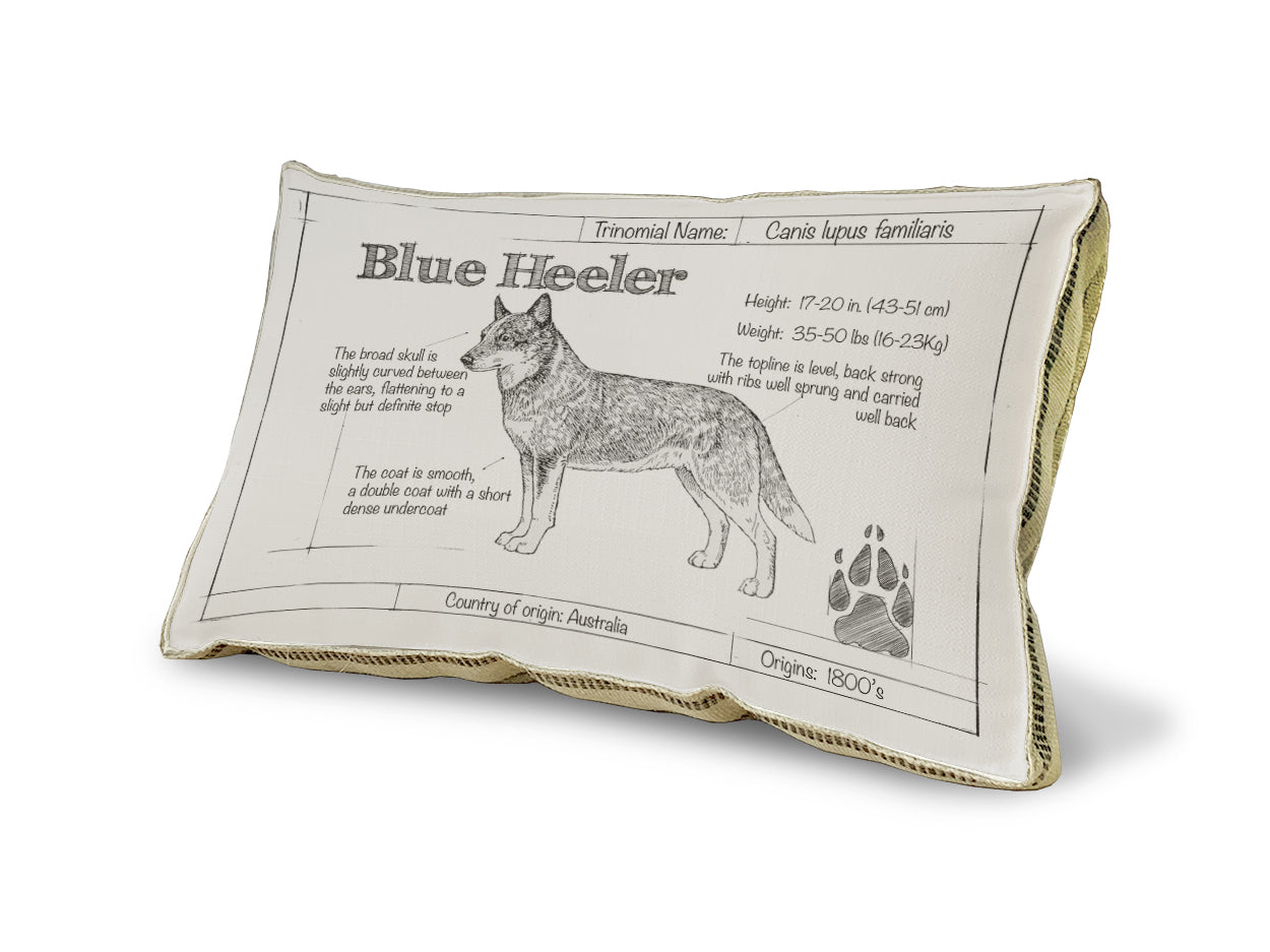 Blue Heeler Blueprint Pillow