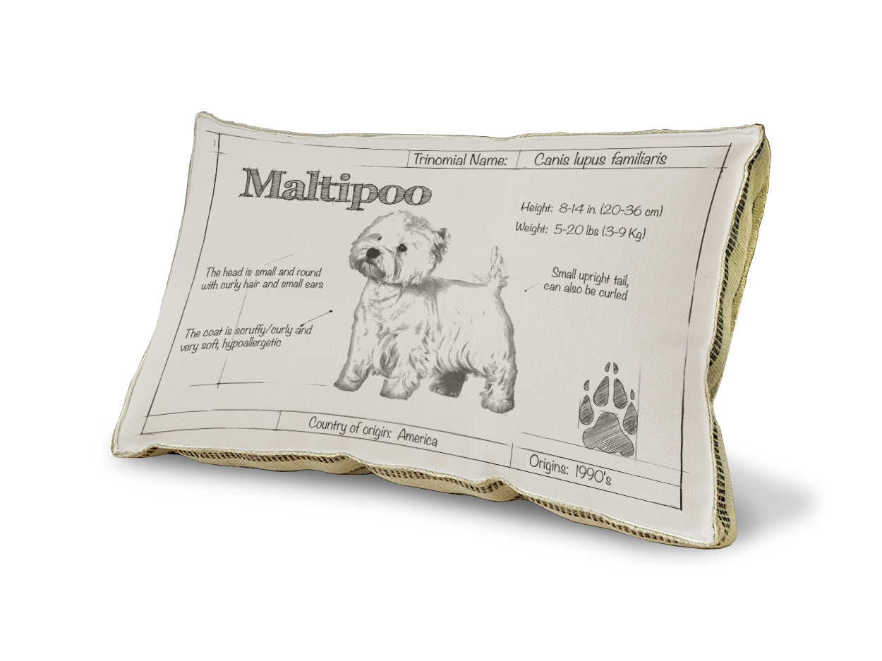 Maltipoo Blueprint Pillow