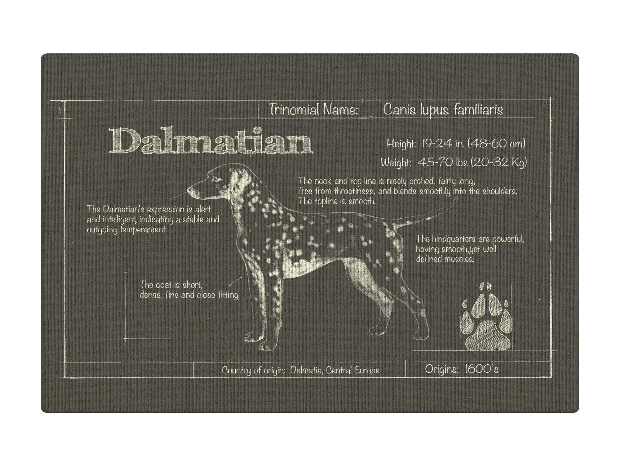 Dalmatian Charcoal Blueprint
