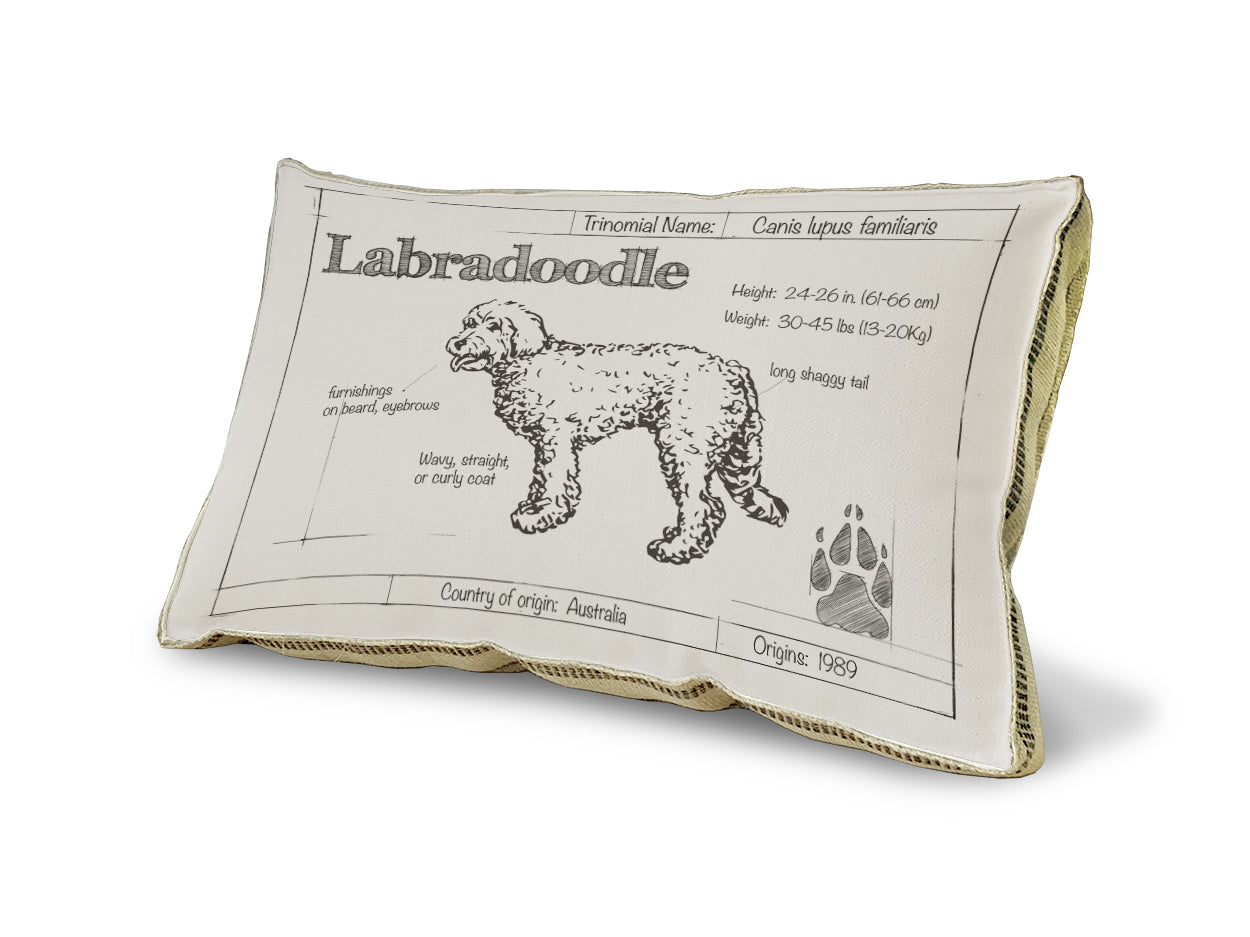 Labradoodle