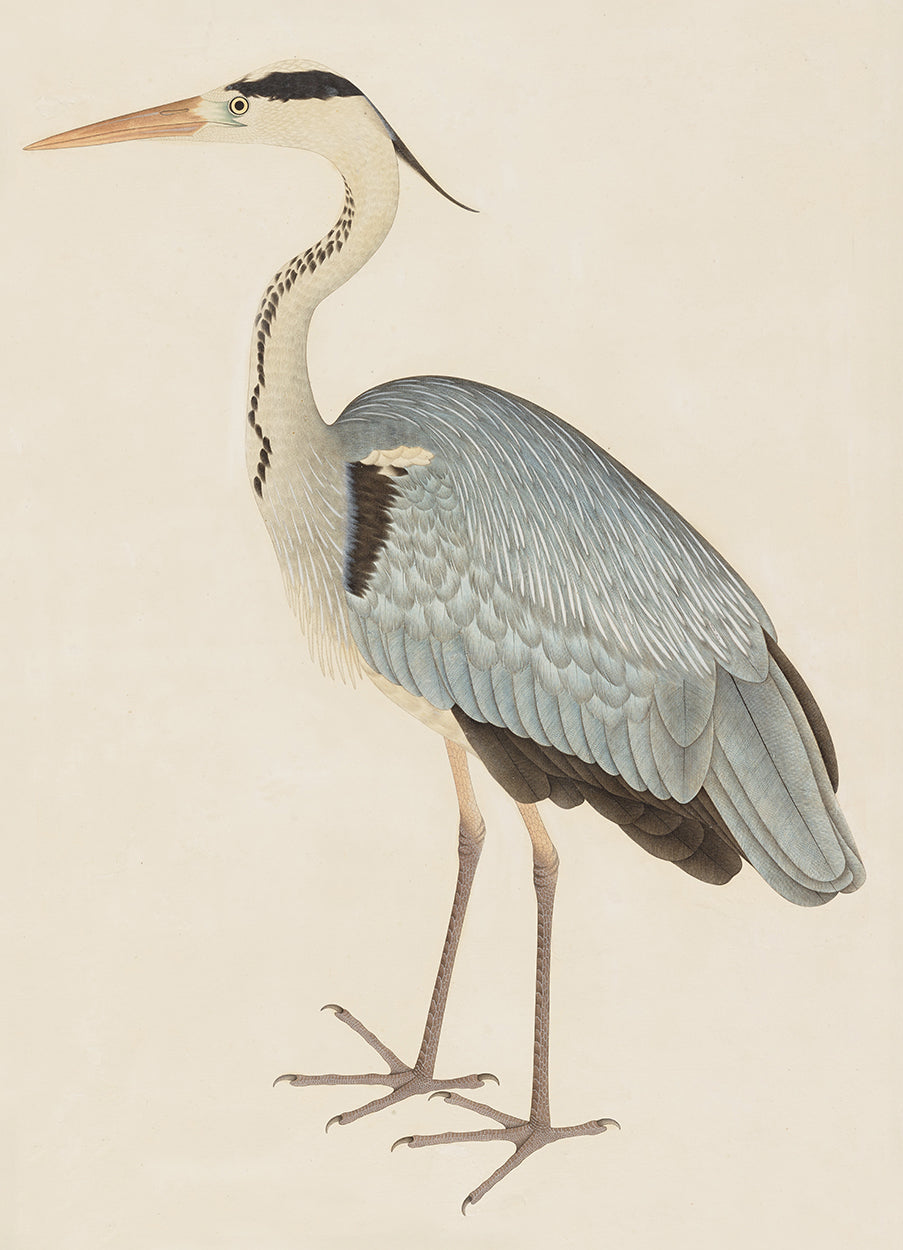 Indian Grey Heron