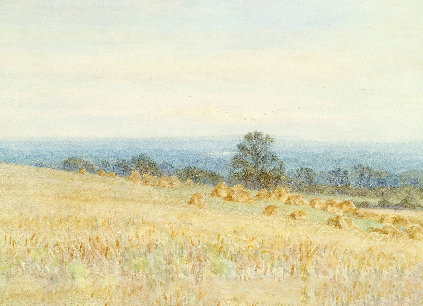 Harvest Field in Westerham