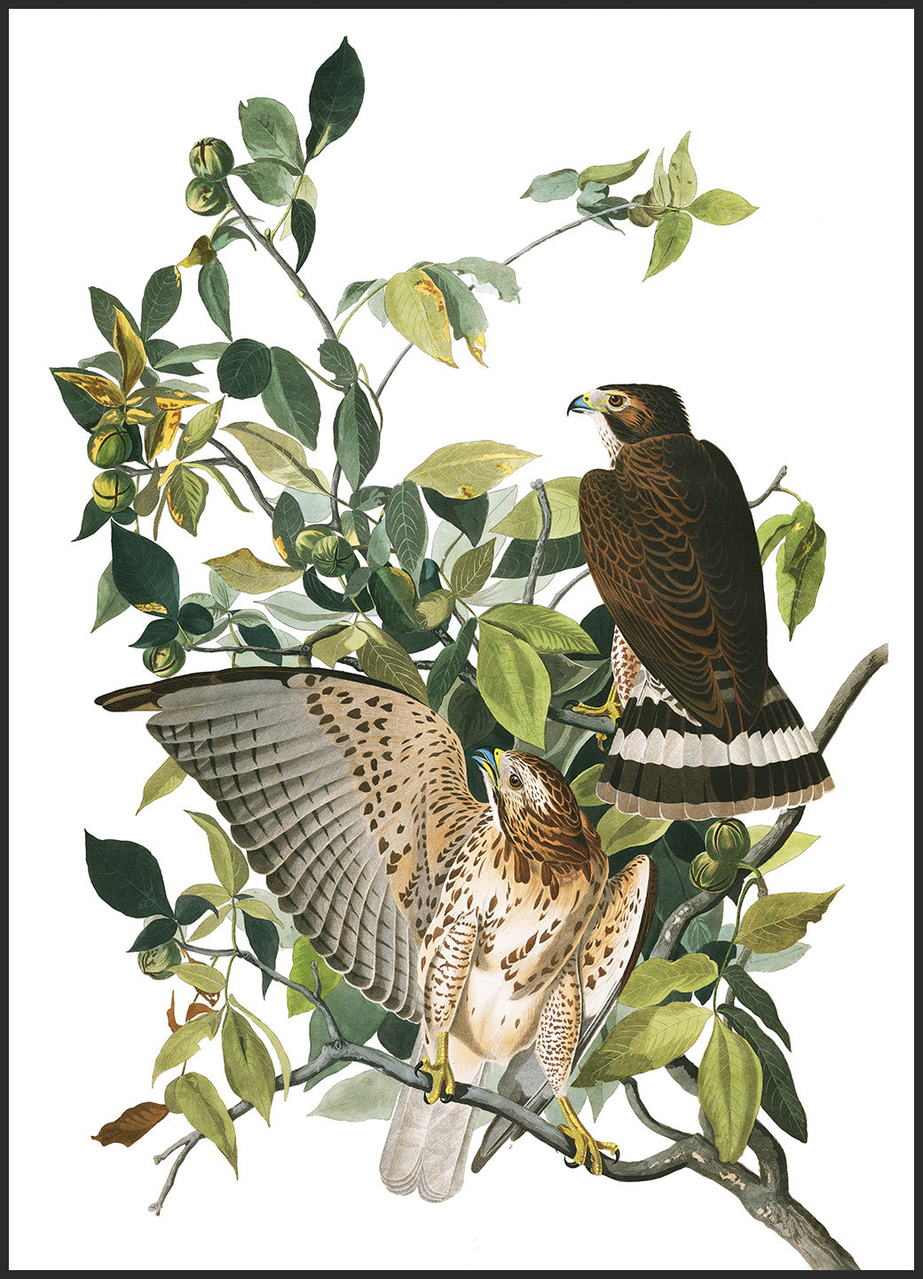 Two Hawks