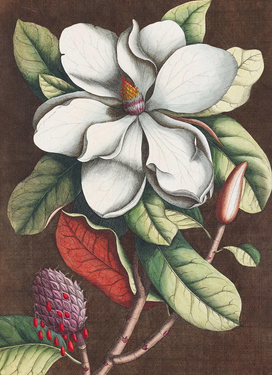 Magnolia Etching