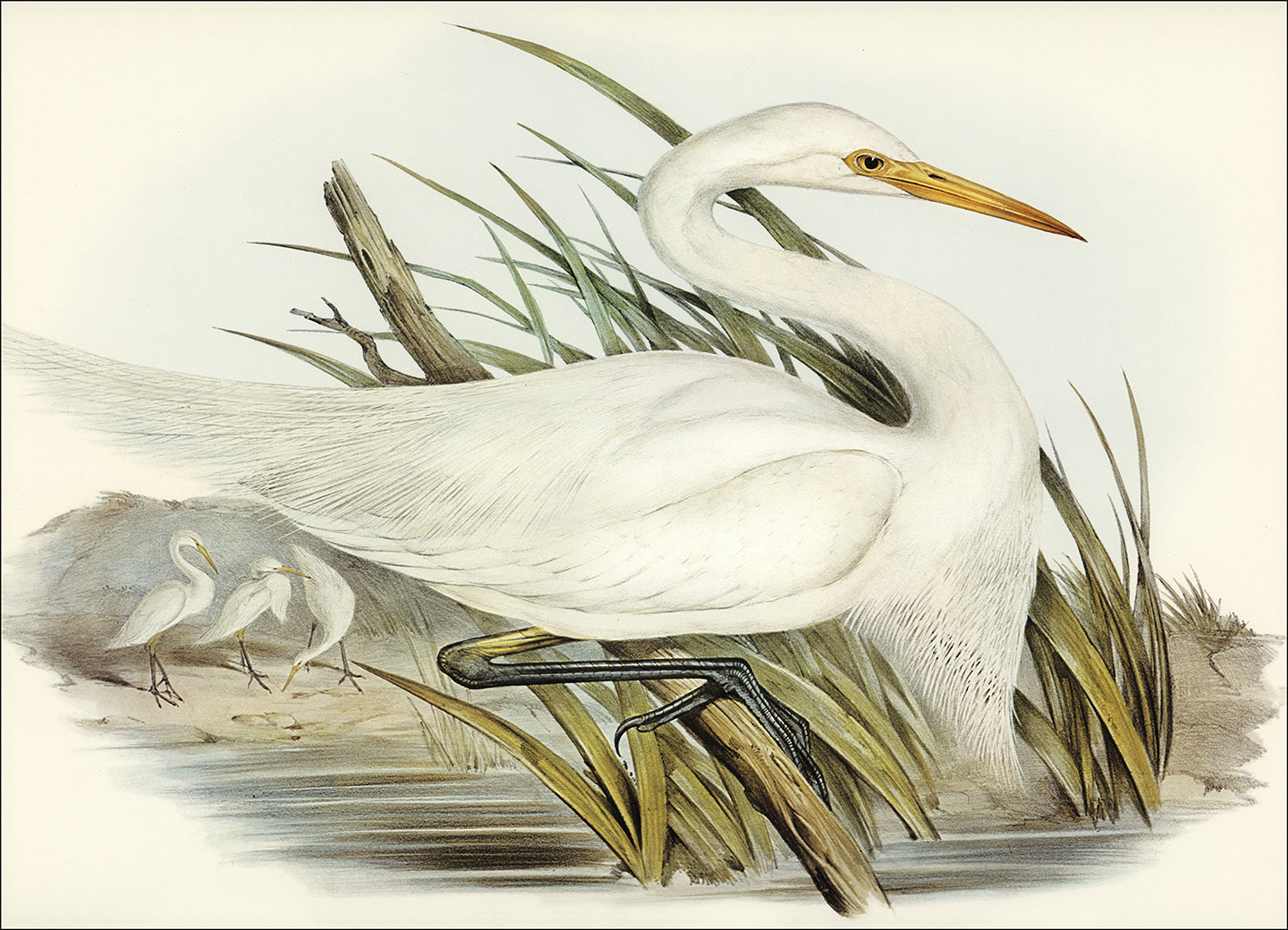 Egret