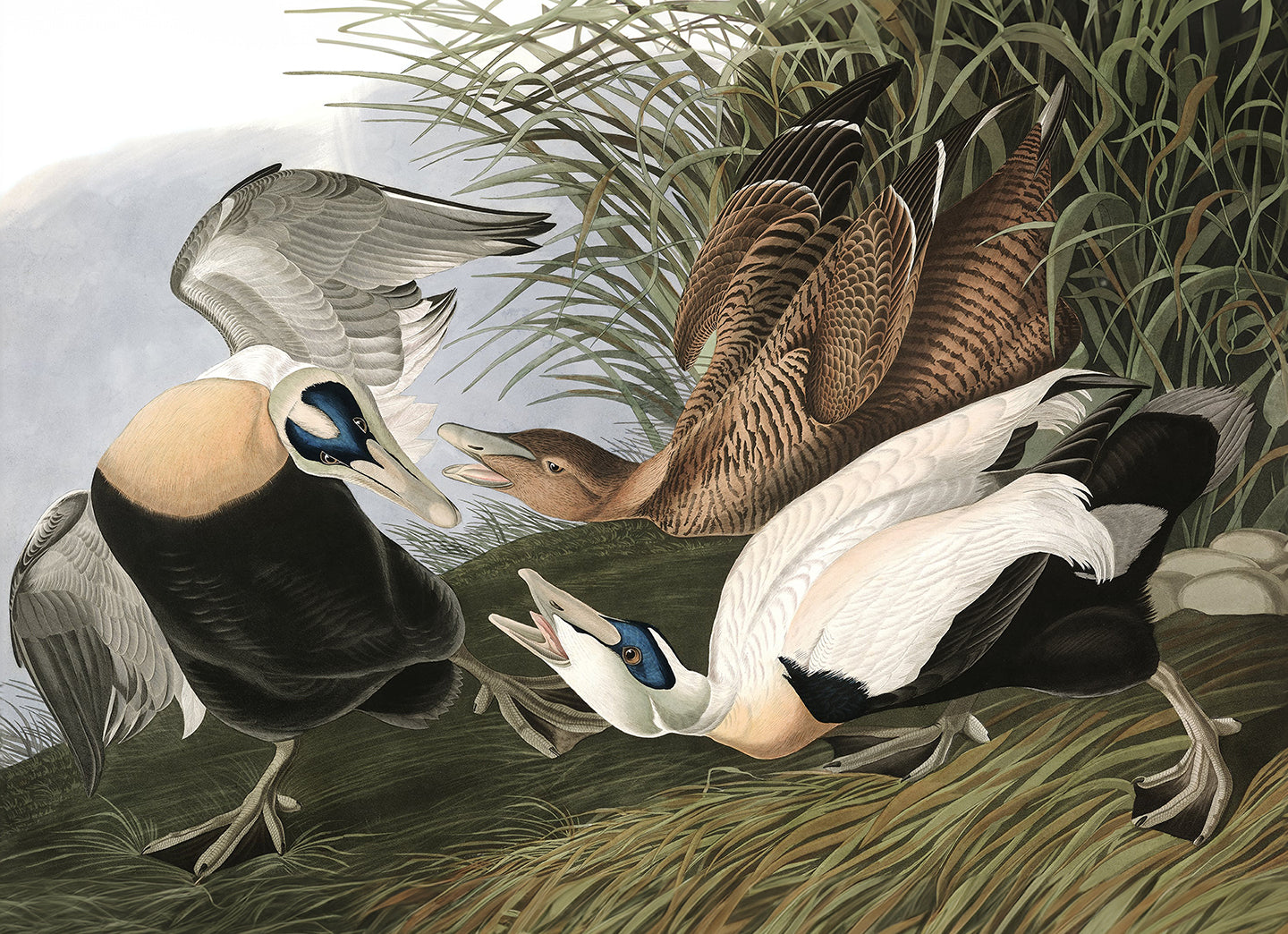 Eider Duck