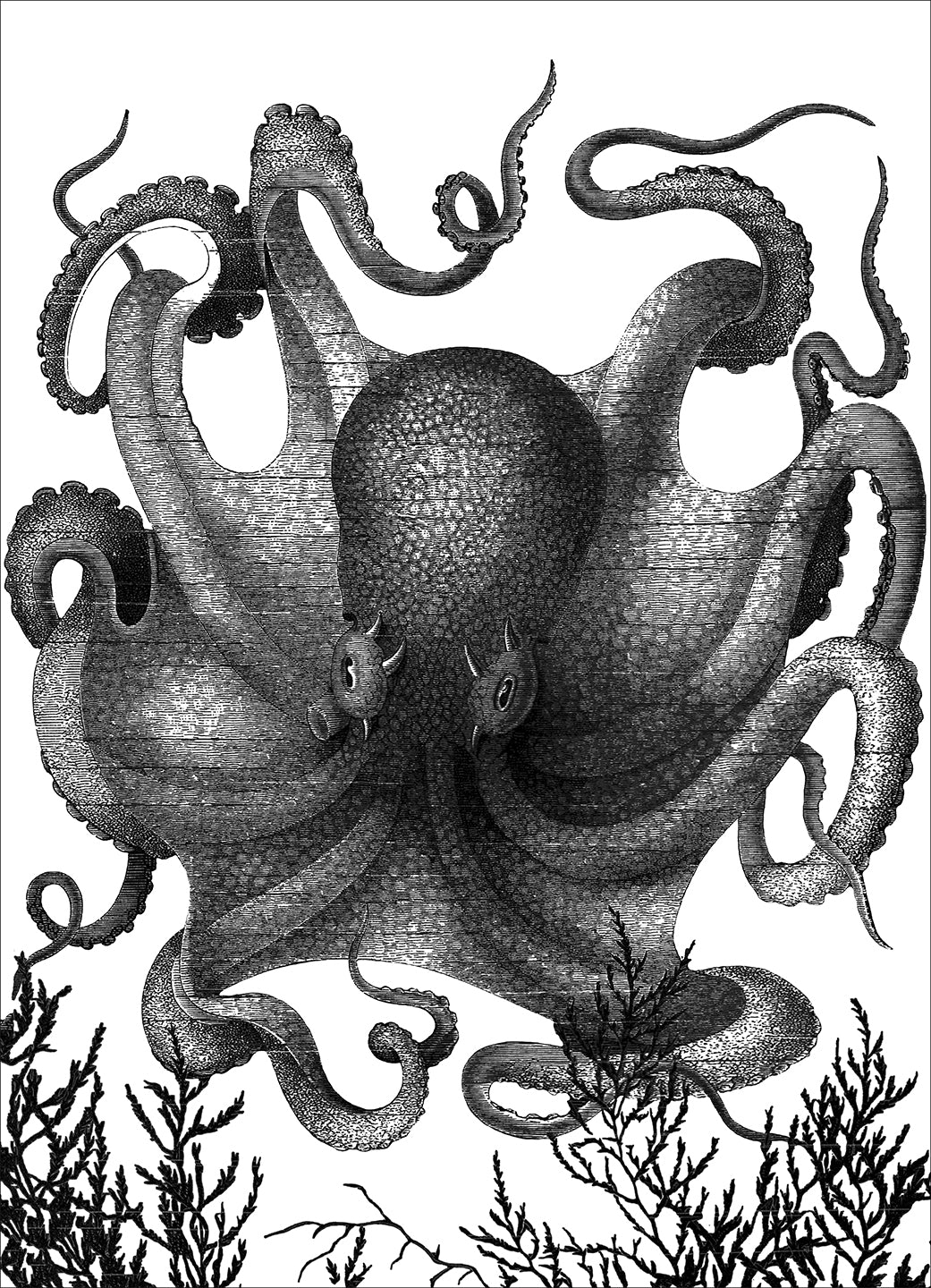 Octopus Black and White