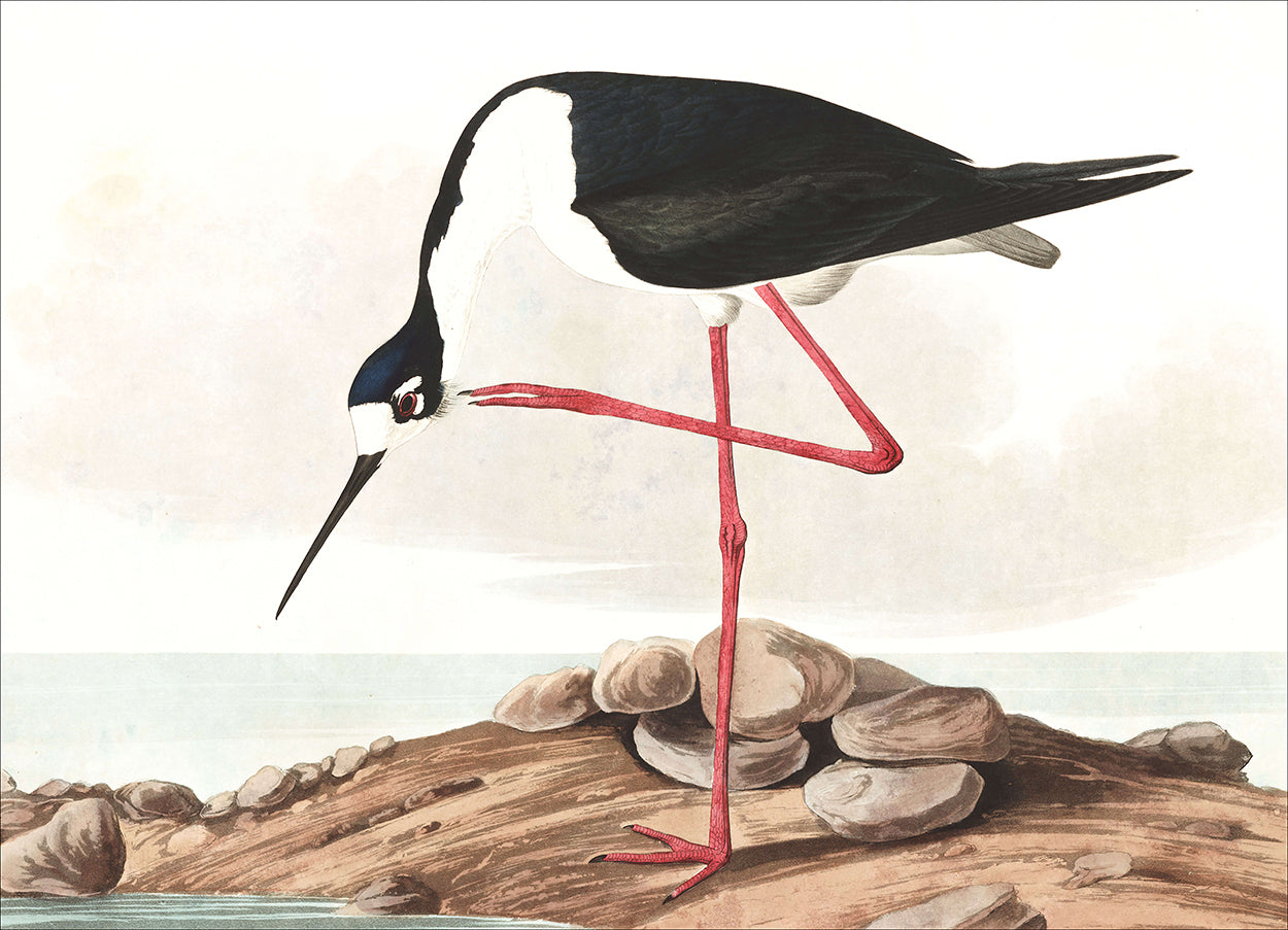 Long Legged Avocet
