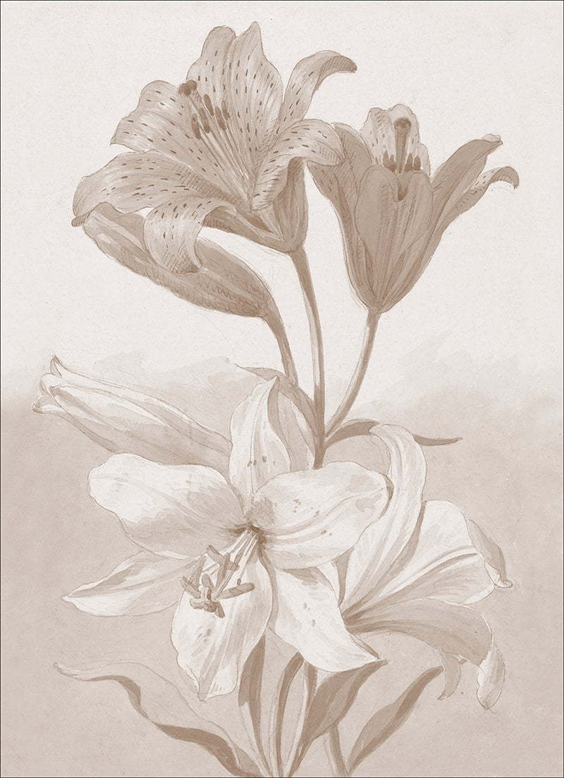 tiger lily gallery Tiger Lily