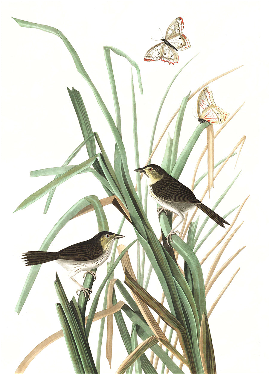Finch and Butterflies
