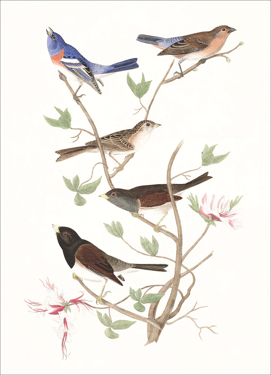 Resting Finch