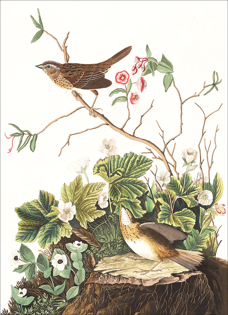 Finch and Flowers
