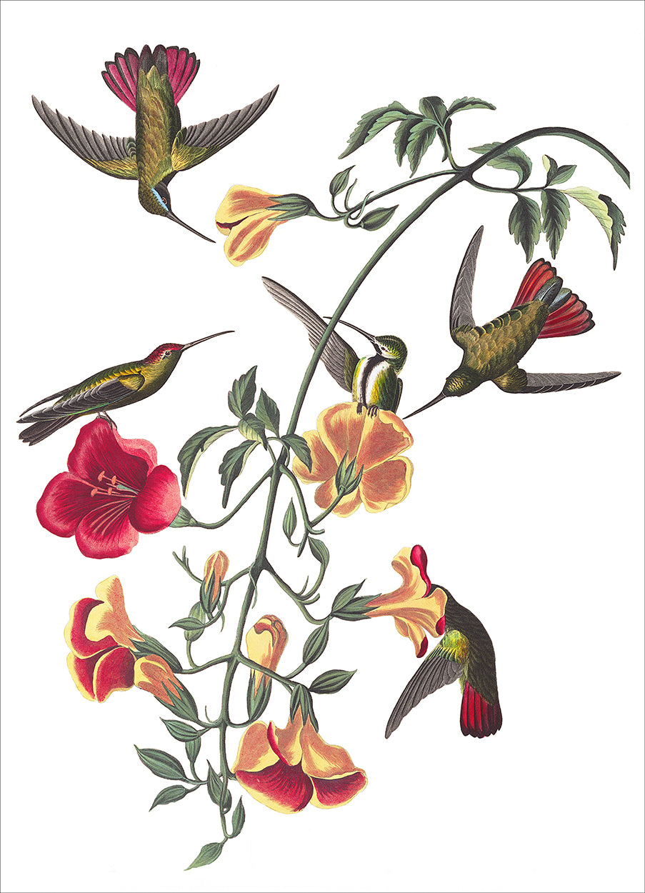 Mango Hummingbirds