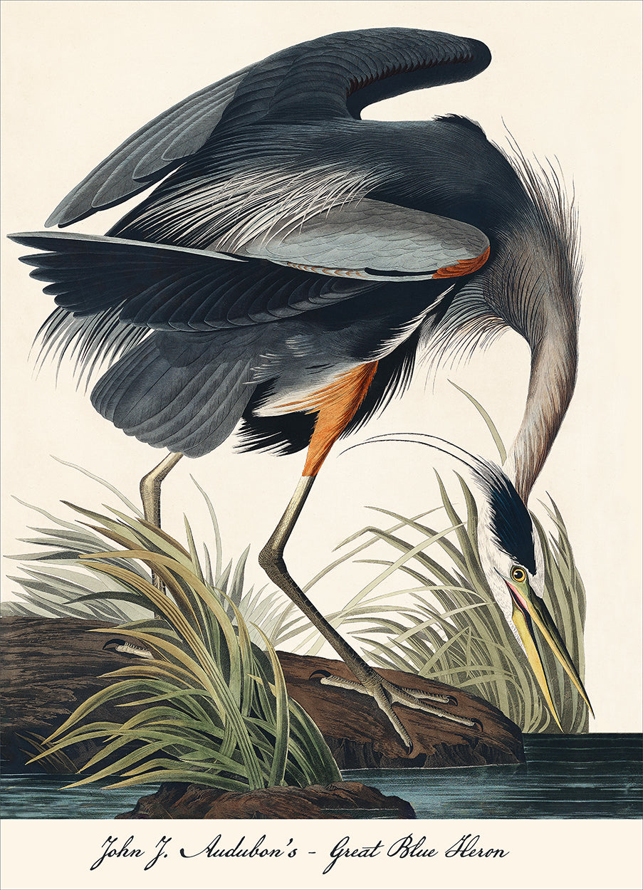 Audubon Blue Heron Poster