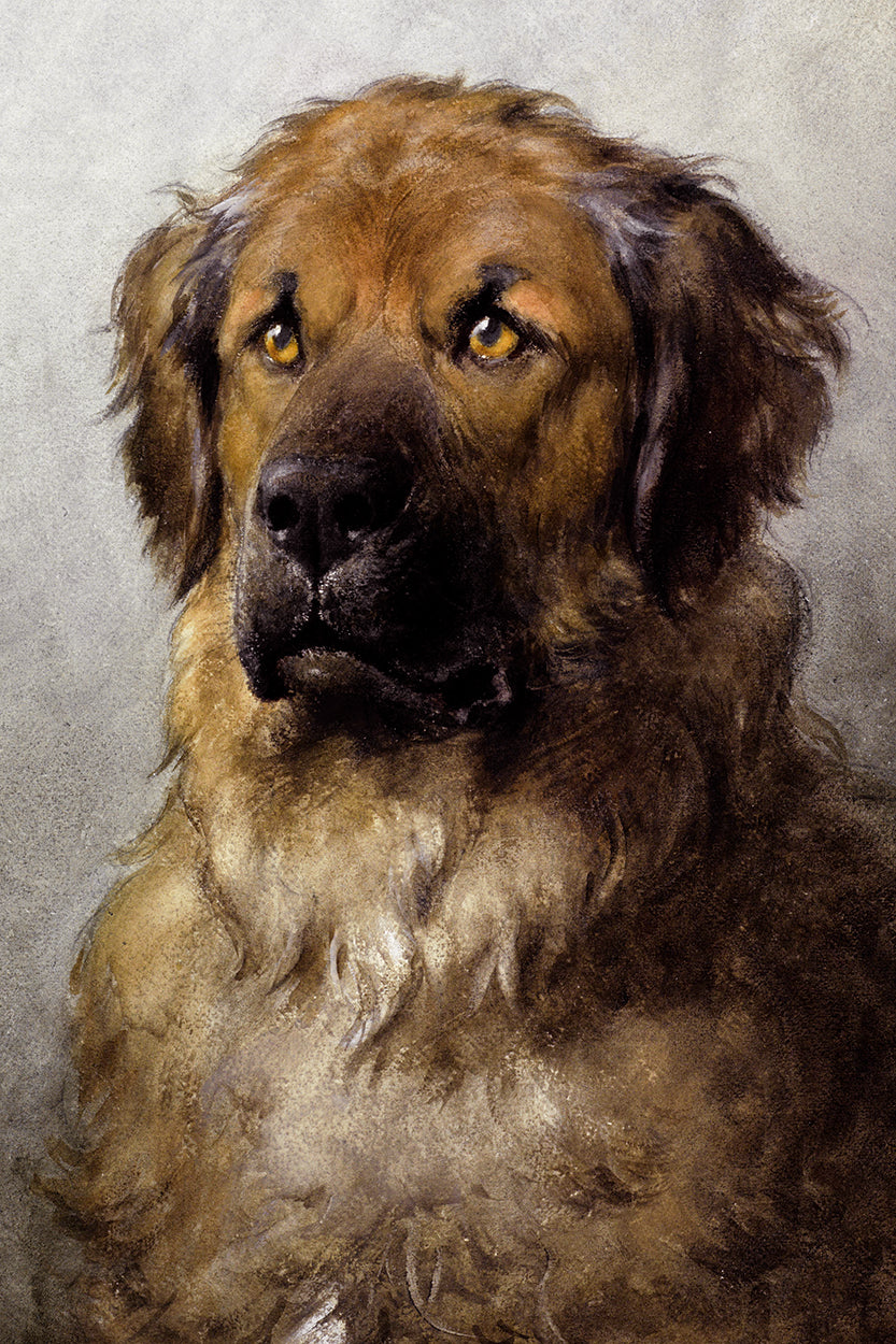 Head of the Leonberger