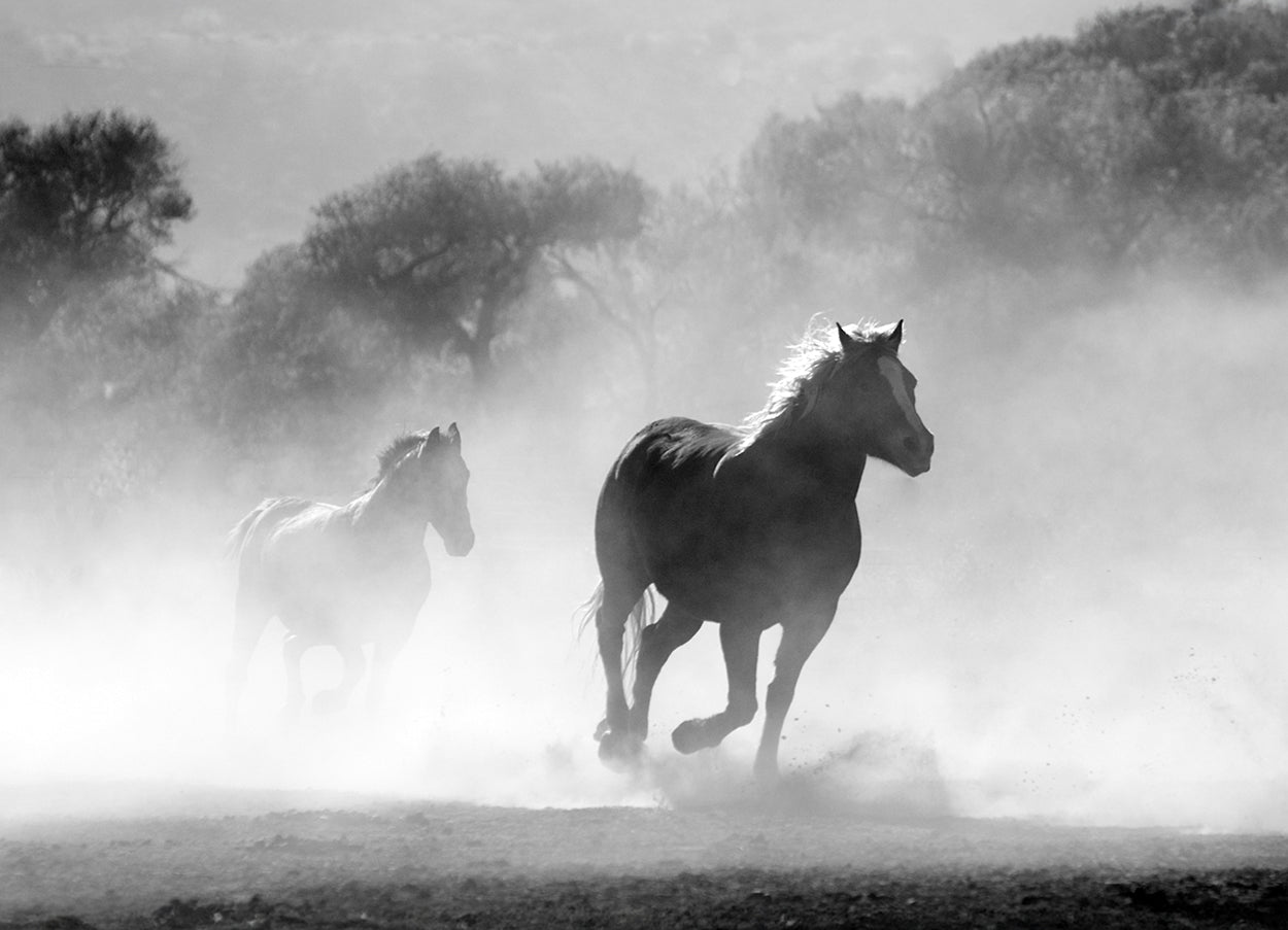 On the run