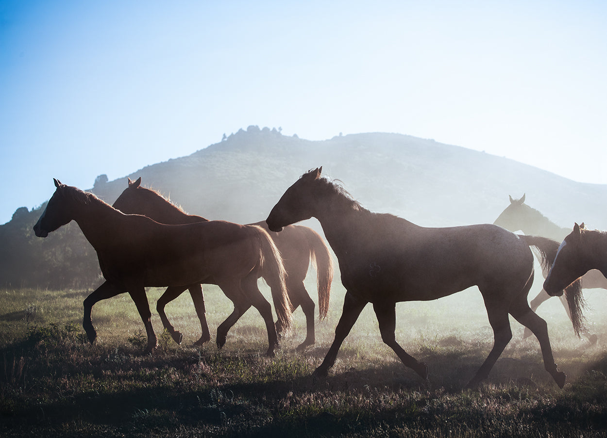Afternoon Trot