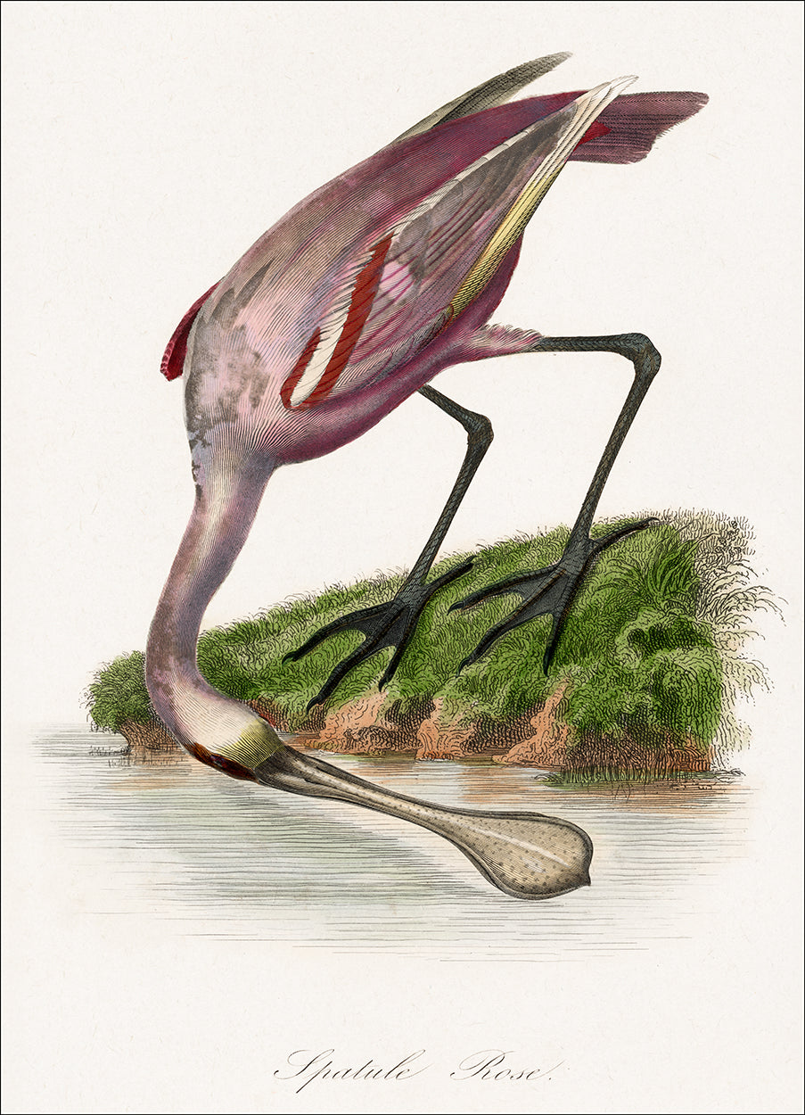 Spoonbill II
