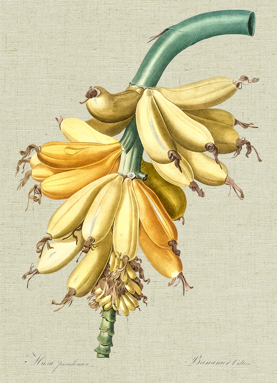 Banana Tree Botanical