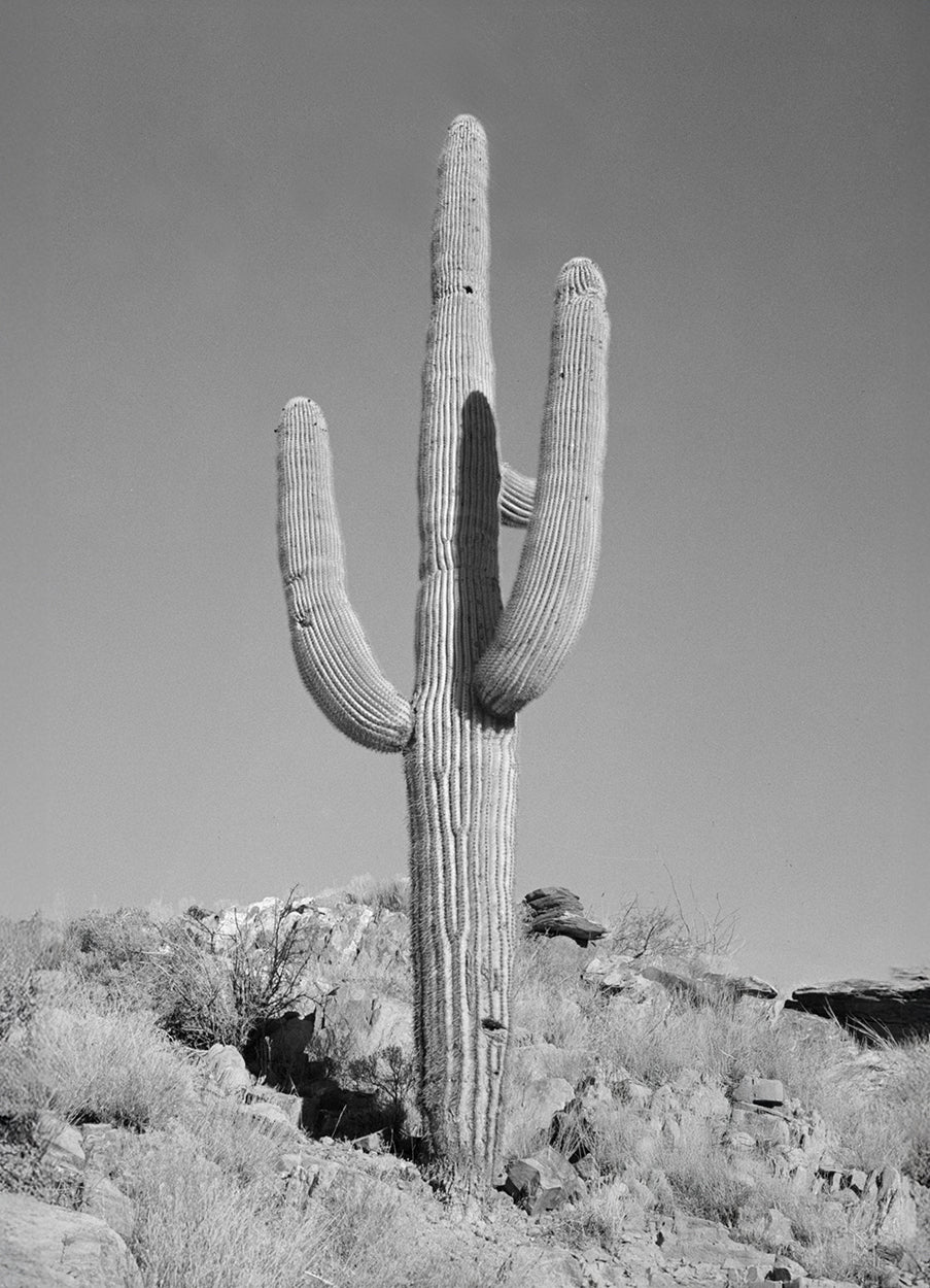 Cactus Black and White