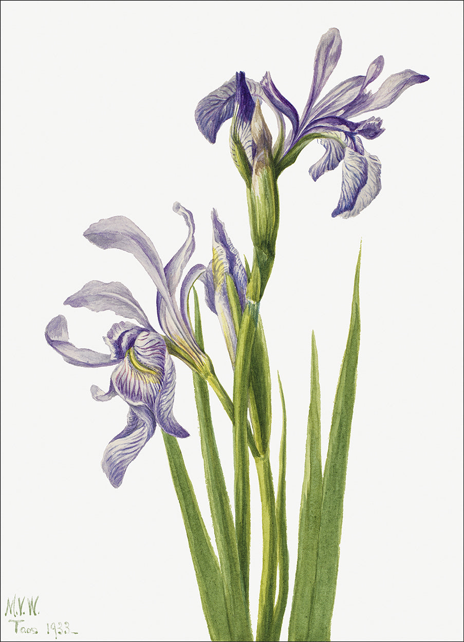 Western Blue Iris
