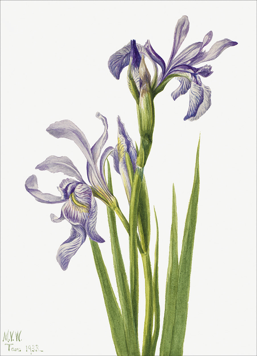 Western Blue Iris