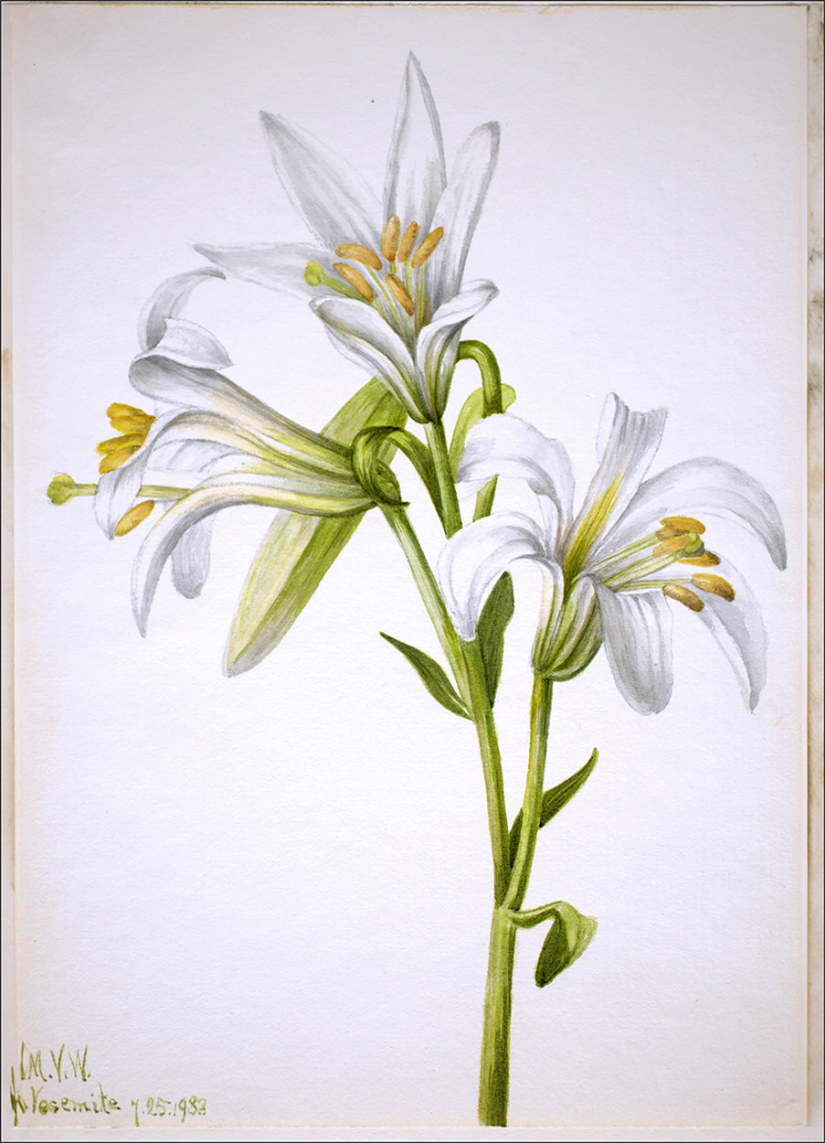 Washington Lily