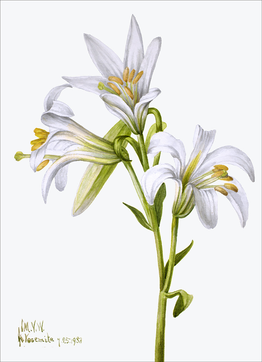 Washington Lily