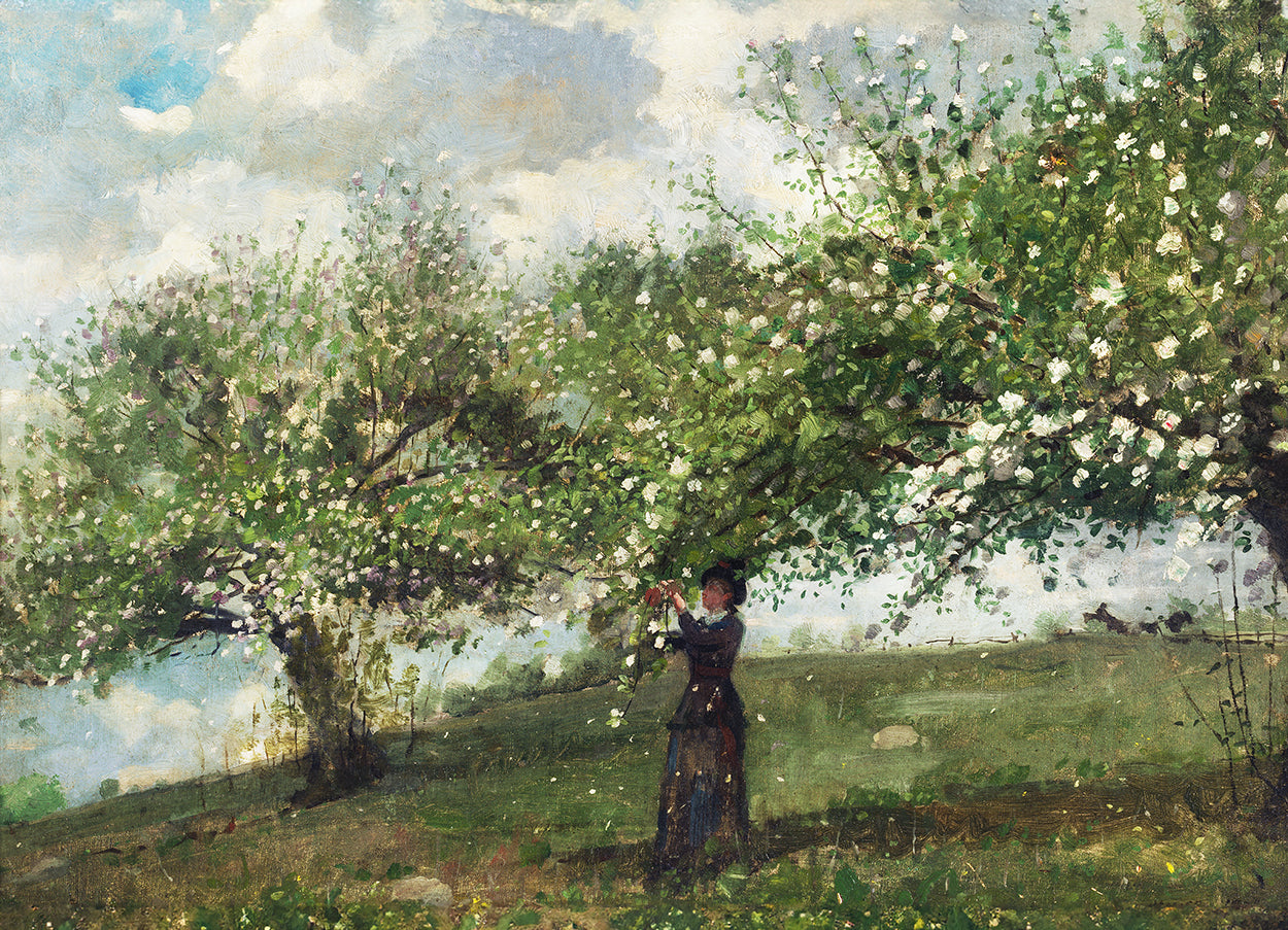 Apple Blossoms