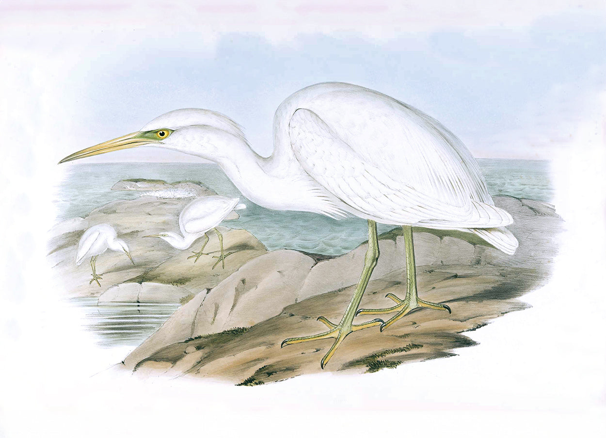White Reef Heron