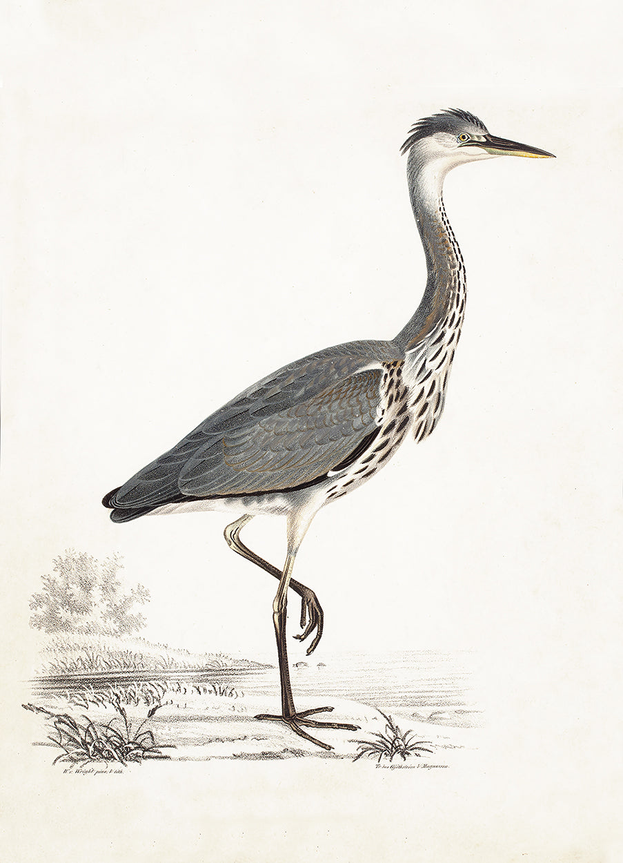Young Grey Heron