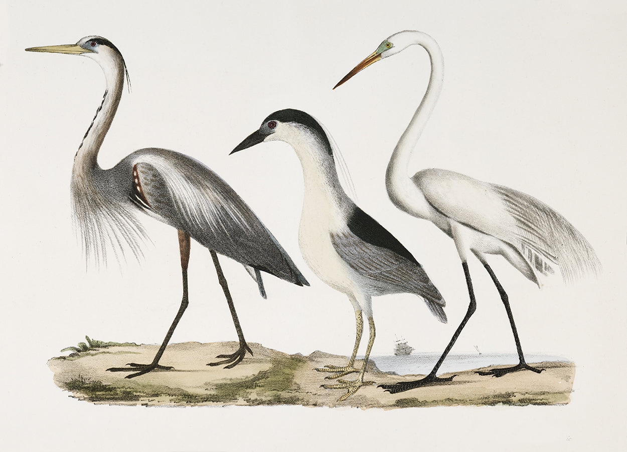 Group of Herons