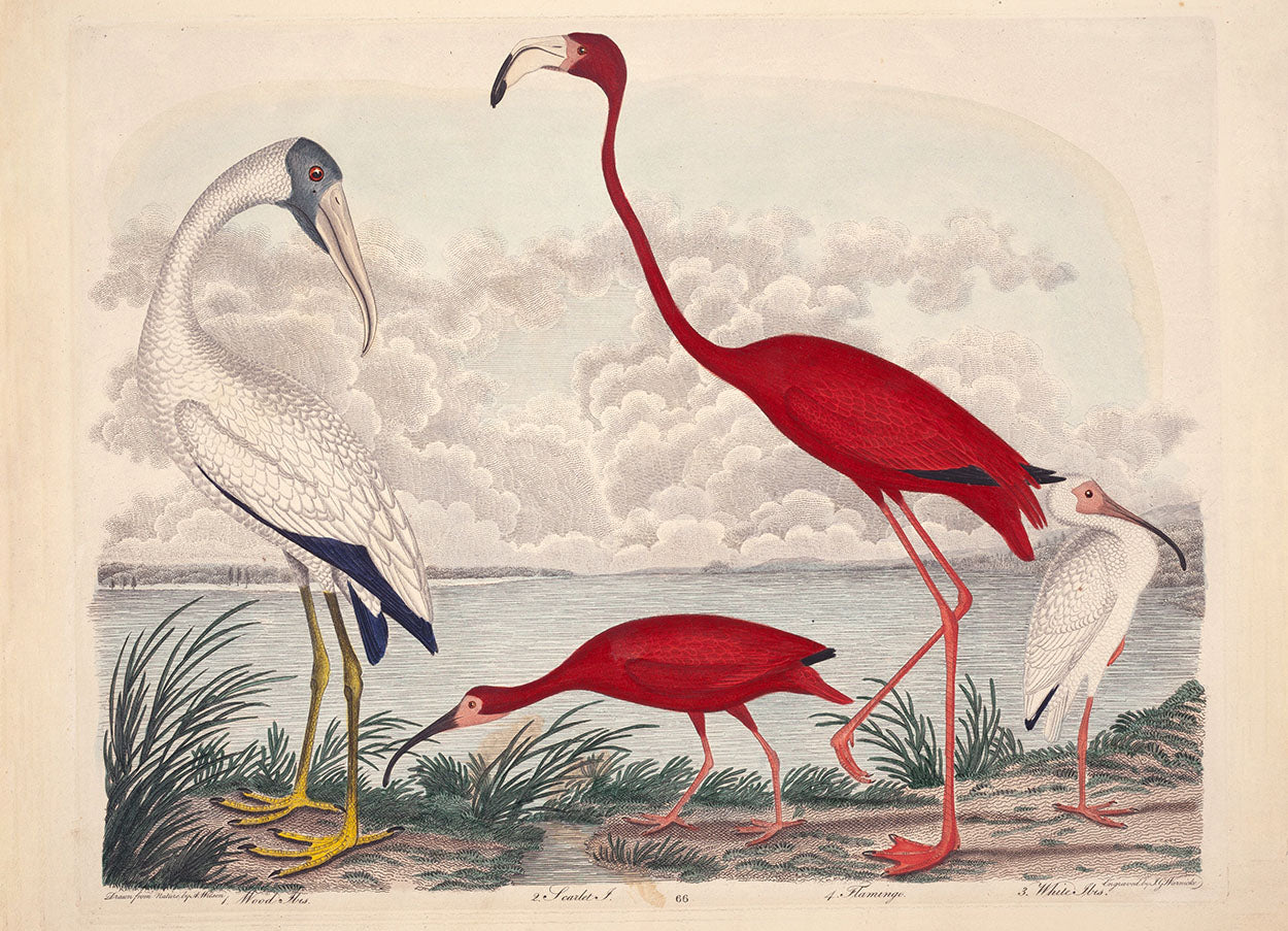 Ibis and Flamingo