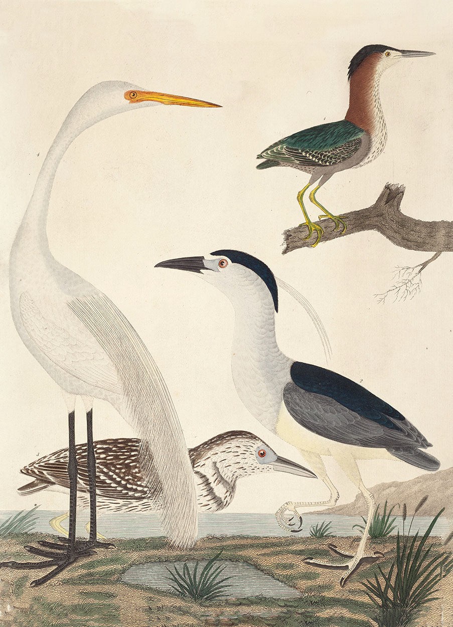4 Herons