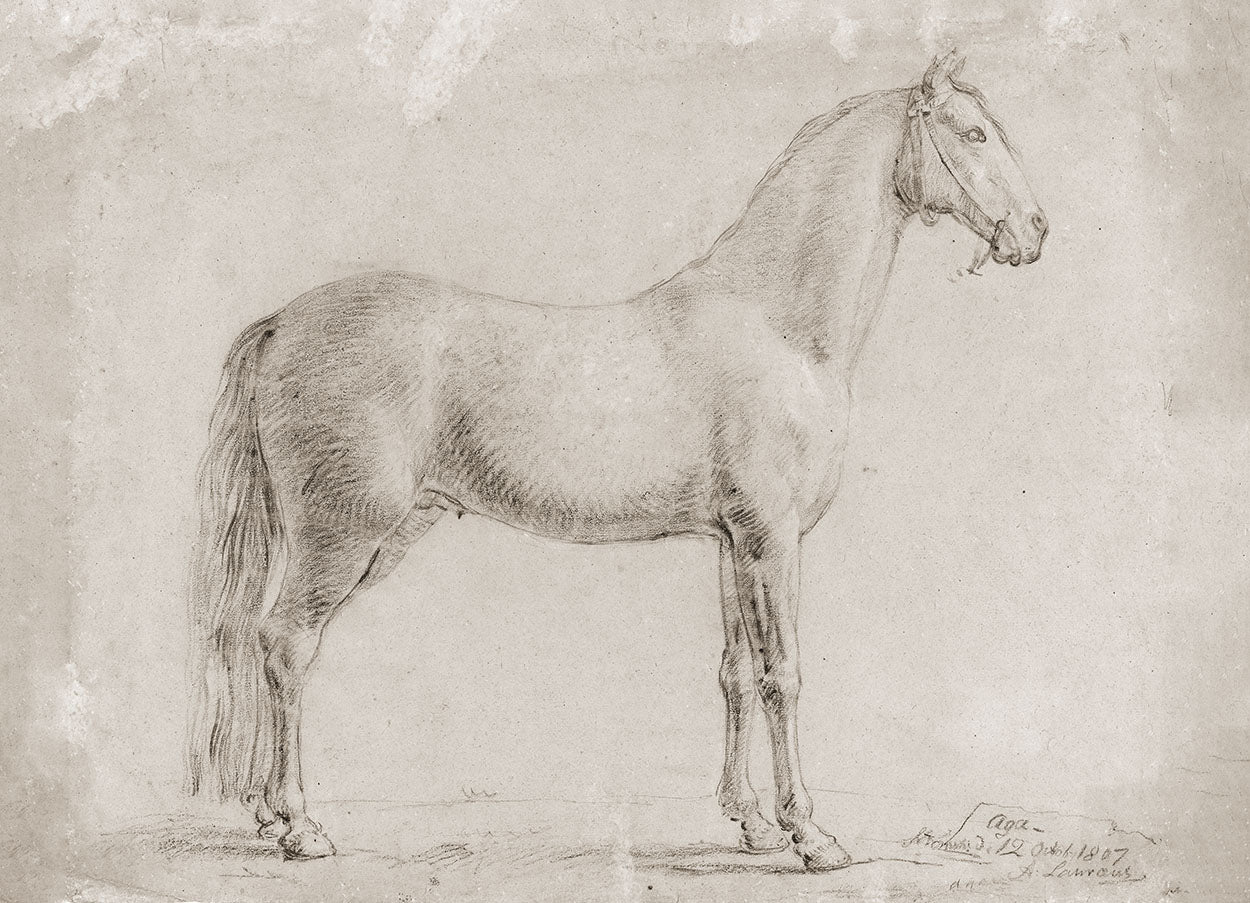 Hevonen Finnhorse