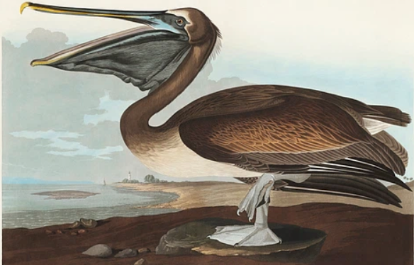 Brown pelican