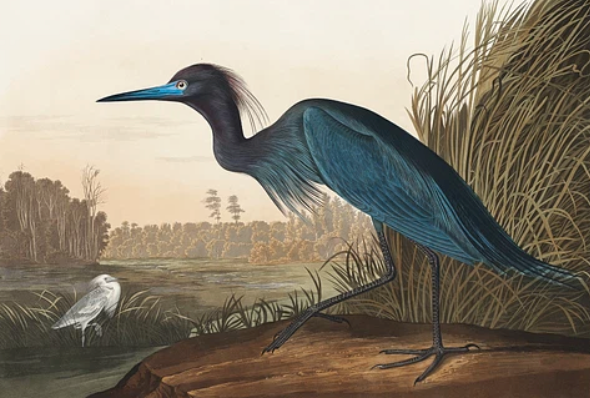 Blue Crane