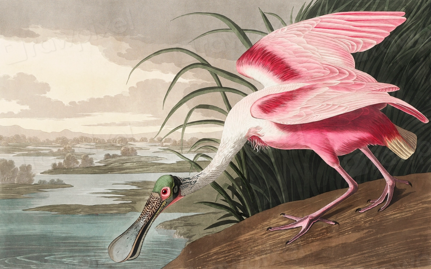 Spoonbill