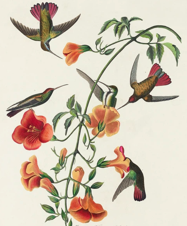 Mango Hummingbirds