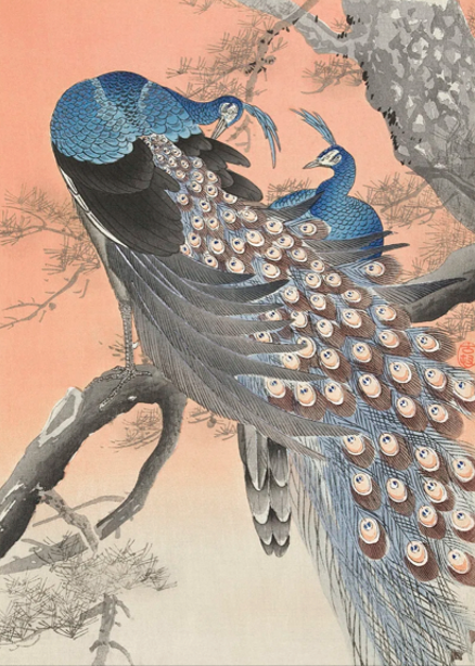 Two Peacocks