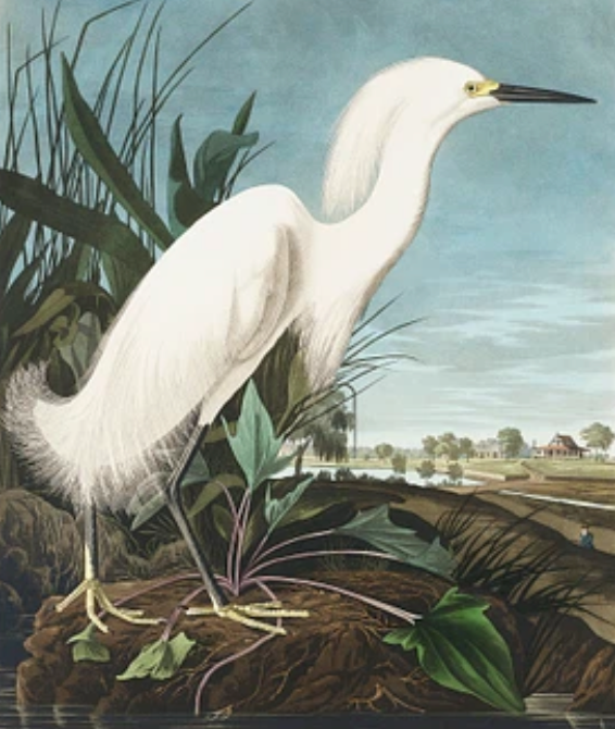 Snowy Heron