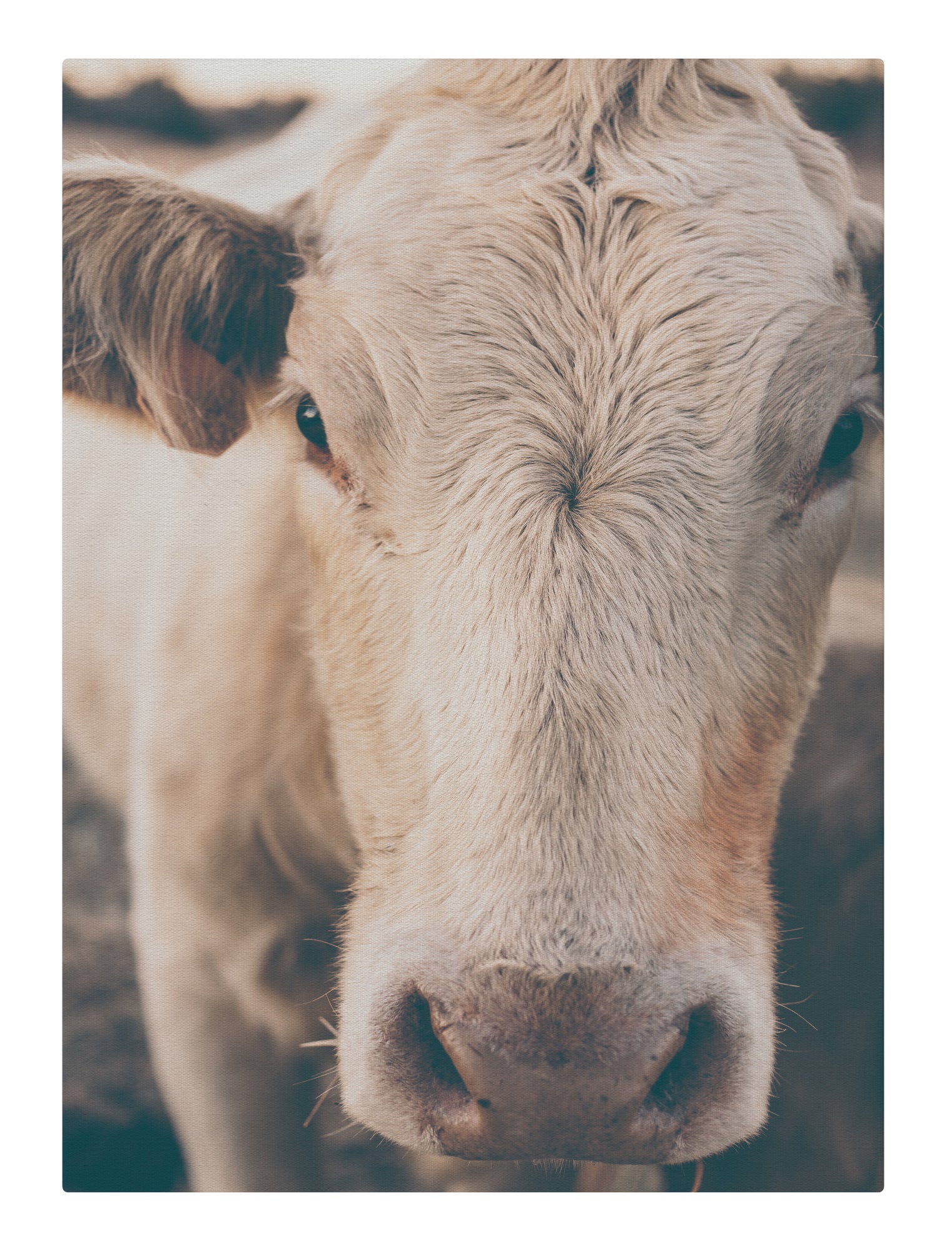 Rustic Ranch Cow I