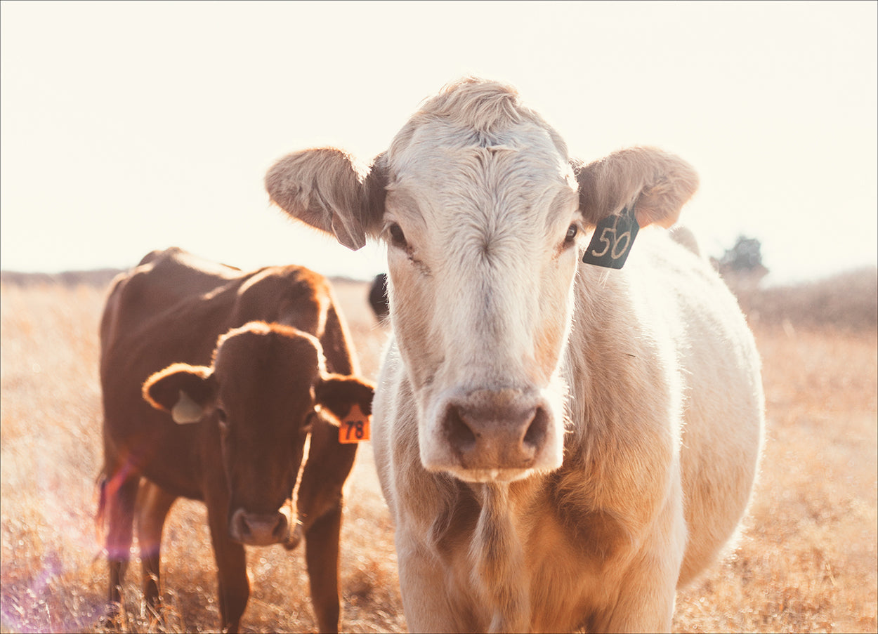 Rustic Ranch Cow II