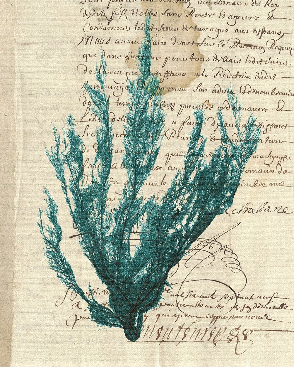Vintage Teal Seaweed II