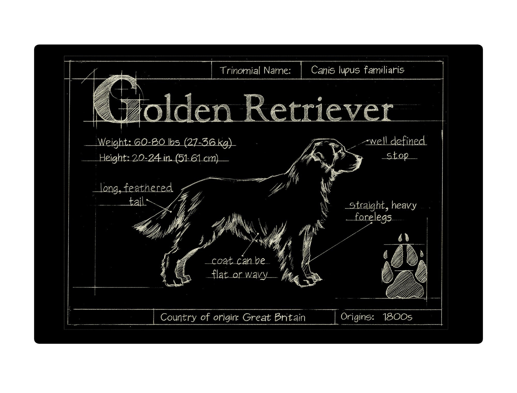 Blueprint Golden Retriever black