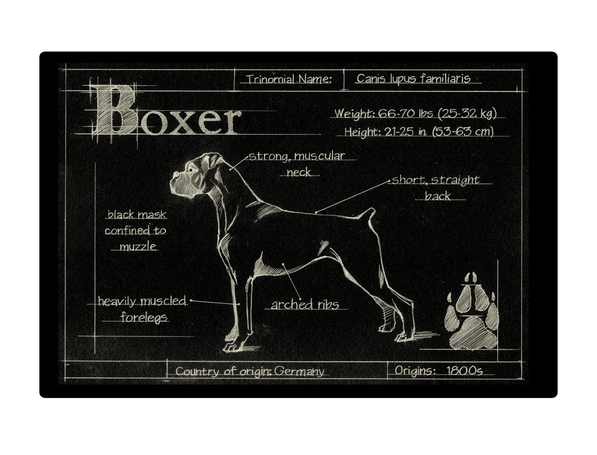 Blueprint Boxer black