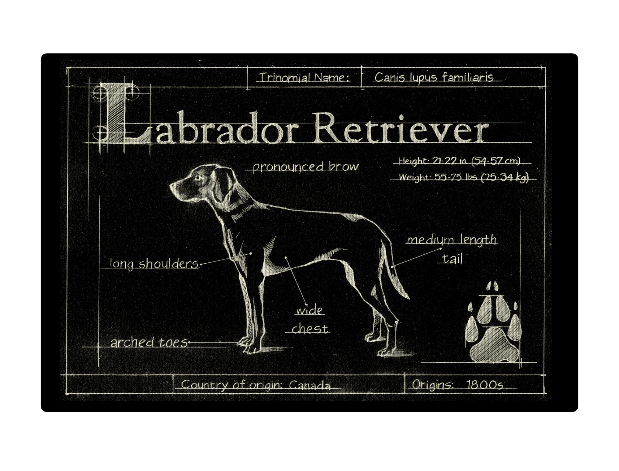 Blueprint Labrador Retriever Black